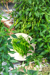 Freshly Picked Green Chili Peppers from Organic Farm Garden with Growing Plants