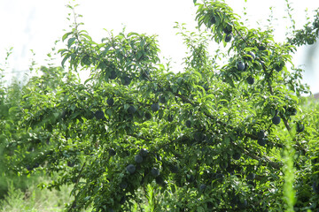Fresh Yellow Plums Growing on Tree Branches in Orchard Ready for Harvest