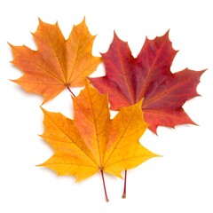 Fototapeta premium Autumn maple leaves, vibrant colors