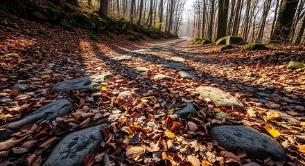 Obraz premium Sunlit forest trail with fallen autumn leaves and scattered rocks, dappled light