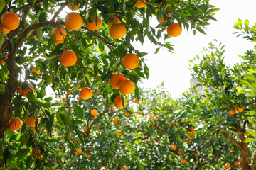 Fresh Navel Oranges Growing in Gannan Orchard Grove with Green Leaves