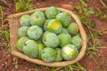 Freshly picked green plums in wicker basket from garden harvest on natural ground