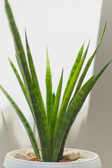 Sansevieria Cylindrica 'Starfish'