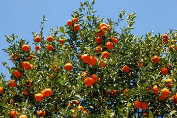 Fresh Navel Oranges Growing on Tree in Gannan Orchard Against Blue Sky