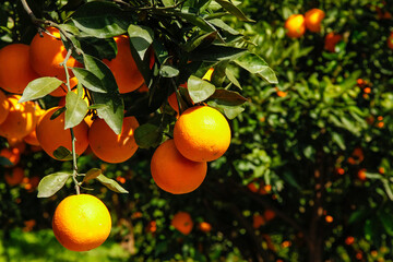 Fresh Navel Oranges Growing on Tree in Gannan Orchard - Ripe Citrus Fruit Harvest