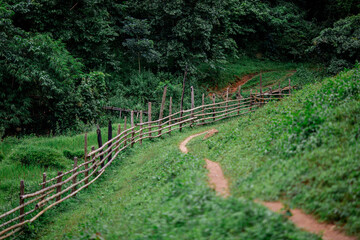 A natural background of trees growing along the waterfall in a big forest. There is a big green...