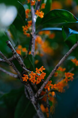 Flower of fragrant olive, Osmanthus fragrans var. aurantiacus are blooming in Chengdu, China.