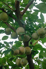 Fresh Green Plums Growing on Tree Branch in Garden - Unripe Fruits Among Green Leaves