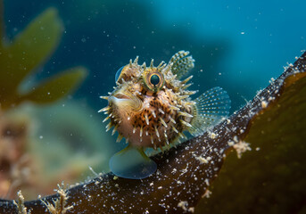 Close-up of a Spiky Fish on Seaweed