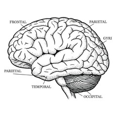 Anatomical line drawing of the human brain with labels for the frontal parietal temporal and occipital lobes.