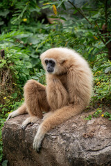 white-handed gibbon / Lar gibbon 