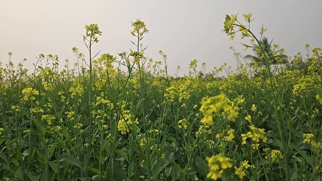Close-up slow motion footage shot, vibrant yellow blossoms of Sinapis alba (mustard) and rapeseed flowers swaying gently, showcasing fully bloomed fields stretching across the landscape