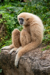 white-handed gibbon / Lar gibbon 