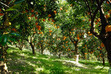 Fototapeta premium Fresh Navel Orange Trees in Gannan Orchard Plantation Base with Ripe Citrus Fruit