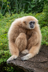 white-handed gibbon / Lar gibbon 