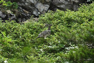 Meet Grouse, Climbing  Mount Senjogatake Yamanashi, Japan