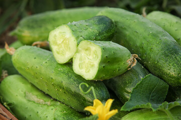 Fresh Prickly Cucumbers from Shandong Greenhouses - Organic Vegetable Harvest with Water Droplets