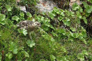 Meet Grouse, Climbing  Mount Senjogatake Yamanashi, Japan