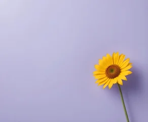 Fototapete Krankenhaus Vibrant yellow sunflower on soft lavender background creates soothing modern elegant design element for spring  © Azhar 