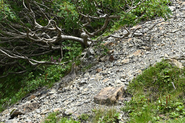 Meet Grouse, Climbing  Mount Senjogatake Yamanashi, Japan