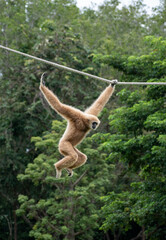 Fototapeta premium white-handed gibbon / Lar gibbon 