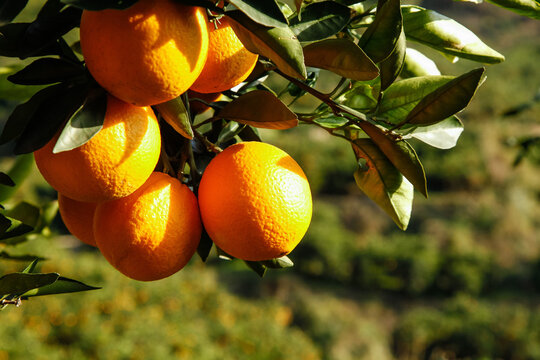 Fresh Navel Oranges Growing in Gannan Orchard Summer Citrus Production Area