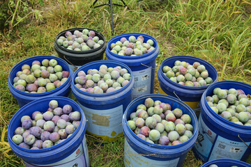 Freshly Picked Plums in Buckets - May Harvest Bounty of Crisp Colorful Stone Fruit