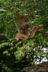 white-handed gibbon / Lar gibbon Mother with Baby