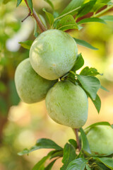 Freshly Picked Green Fruits Growing on Tree Branch in Fujian Orchard - Natural Agricultural Products