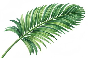 Obraz premium Green palm tree branch isolated on white background