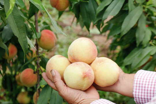 Fresh Yangshan Peaches in Farmer's Hands at Fenghua Orchard - Organic Fruit Harvest