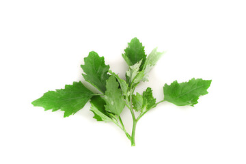 Fresh Green Leafy Sprouts on White Background - Healthy Organic Vegetable