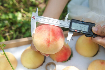 Farmer Measuring Fresh Peach with Digital Calipers for Quality Control and Fruit Grading Standards