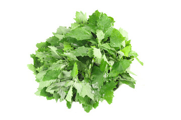 Fresh Wild Ashwagandha Leaves Bundle with Water Drops - Gansu Medicinal Herb Shoots on White...