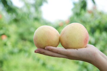 Farmer holding fresh Yangshan peaches in orchard - organic fruit harvest concept