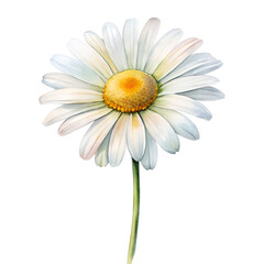 Watercolor Daisy Floral Single Print on White Background