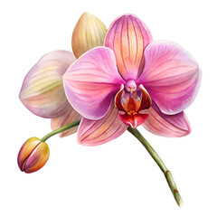 Watercolor Orchid Flower Painting on White Background