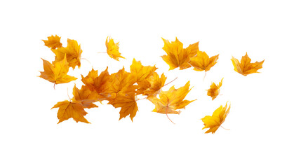 Obraz premium Falling autumn leaves scatter in a gust of wind nature's colorful display transparent background