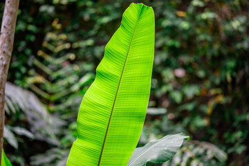 Close-up of natural atmosphere background with various trees growing along the edge of the...
