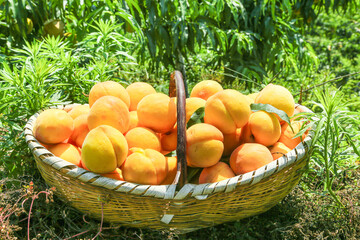 Fresh Ripe Peaches in Wicker Basket Outdoors in Garden Setting