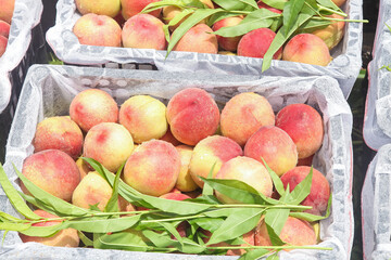 Fresh Peaches in Wooden Crates at Farmers Market - Organic Fruit Harvest Display