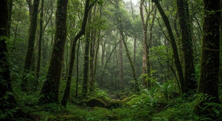 Obraz premium Lush Green Rainforest Canopy with Misty Atmosphere