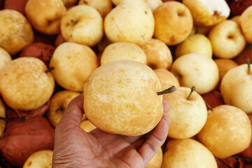 Fresh Golden Crystal Pears from Lianzhou Harvest Display - Hand Holding Premium Quality Fruit