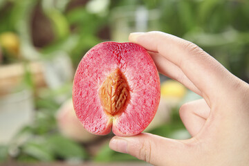 Fresh Red Peach Half in Hand Showing Pink Flesh and Pit with Garden Background