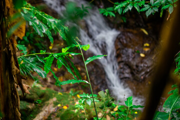 A natural background of trees growing along the waterfall in a big forest. There is a big green banana tree that can be used as a shade from the sun and rain. Leaves and insects live together.