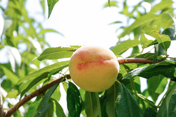 Fresh Ripe Peach Growing on Tree Branch with Green Leaves in Natural Orchard Setting