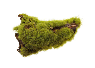 moss covered log isolated on white background.