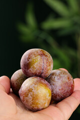 Freshly Picked Sichuan Plums with Red Flesh in Hands Against Green Nature Background
