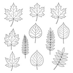Fototapeta premium Collection of hand drawn detailed botanical illustrations of various autumn leaf varieties and foliage