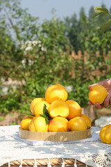 Fresh Golden Peaches on Wooden Plate with Hand Picking Fruit in Garden Setting